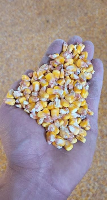 Grăunte recolta 2025