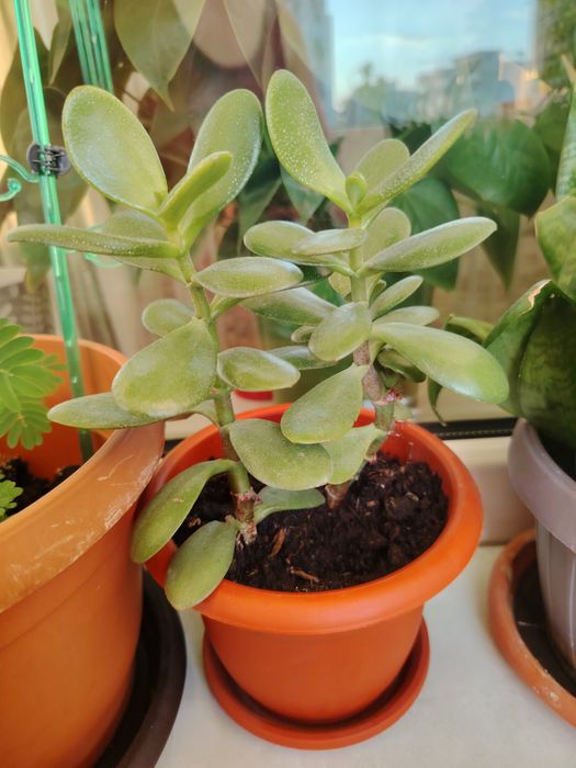 Crassula ovata Arborele de Jad