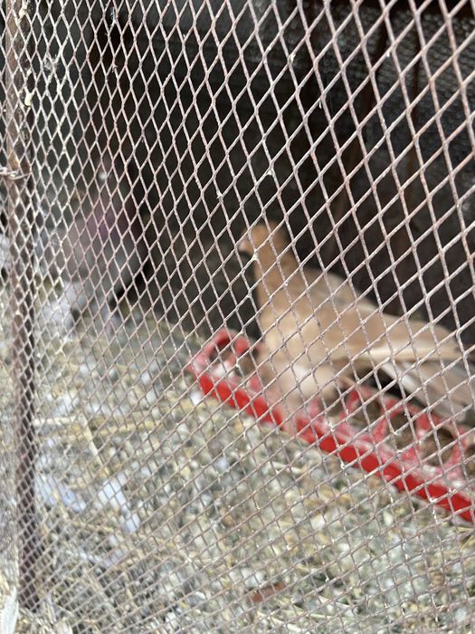 Голуби голубкааа