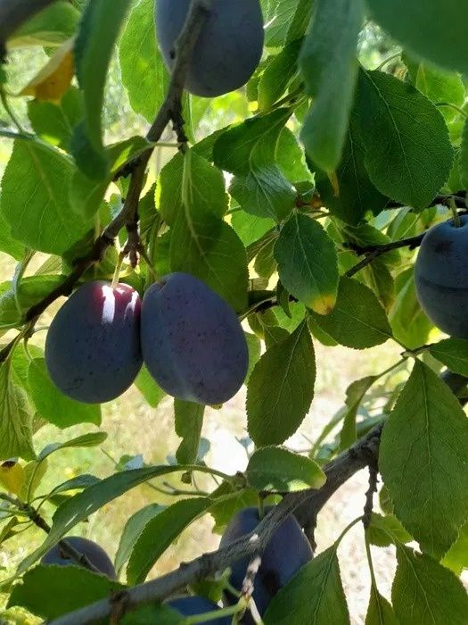 Prune  de vânzare