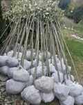 Copaci ornamentali mestecan tei