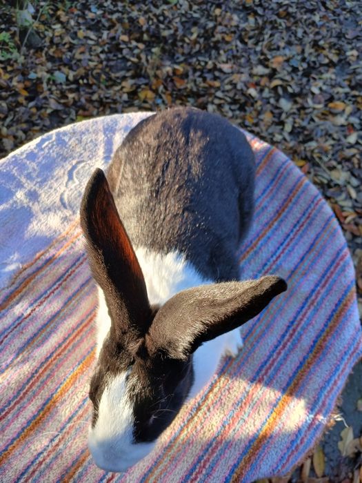 Hycole francez de vinzare