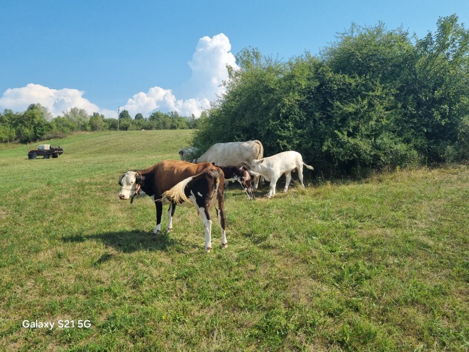 Vaci și vitei de vânzare