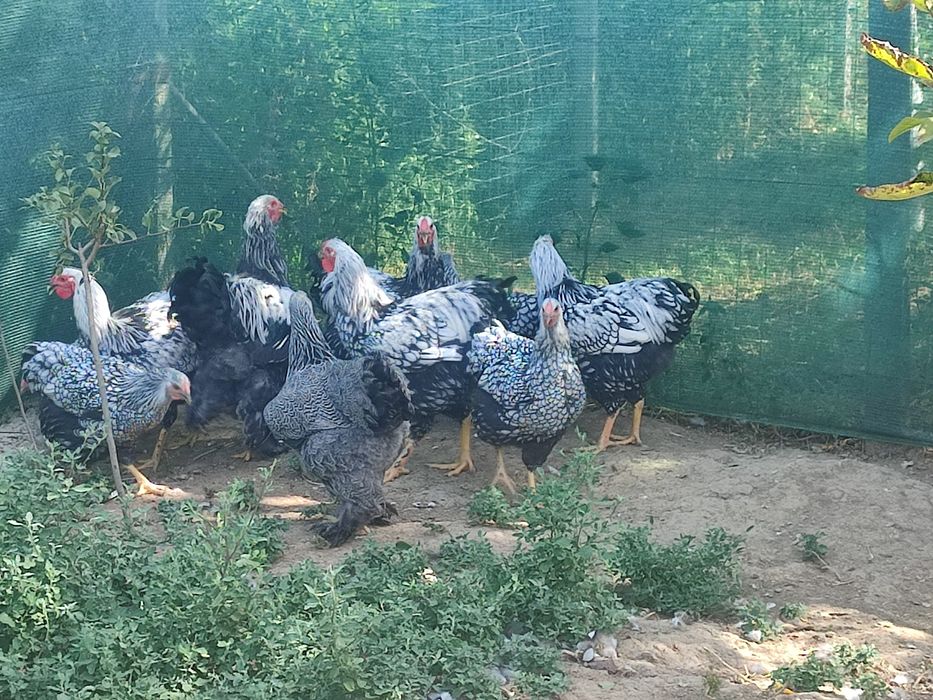 Păsări i wyandotte de vânzare