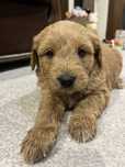 Femela pui Goldendoodle