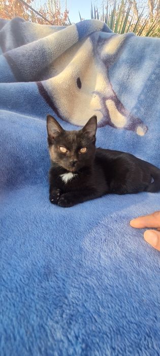 Катенок и кошка мушукча