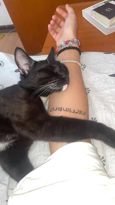 Pisica - Motan de un an făcuți pe 10 octombrie