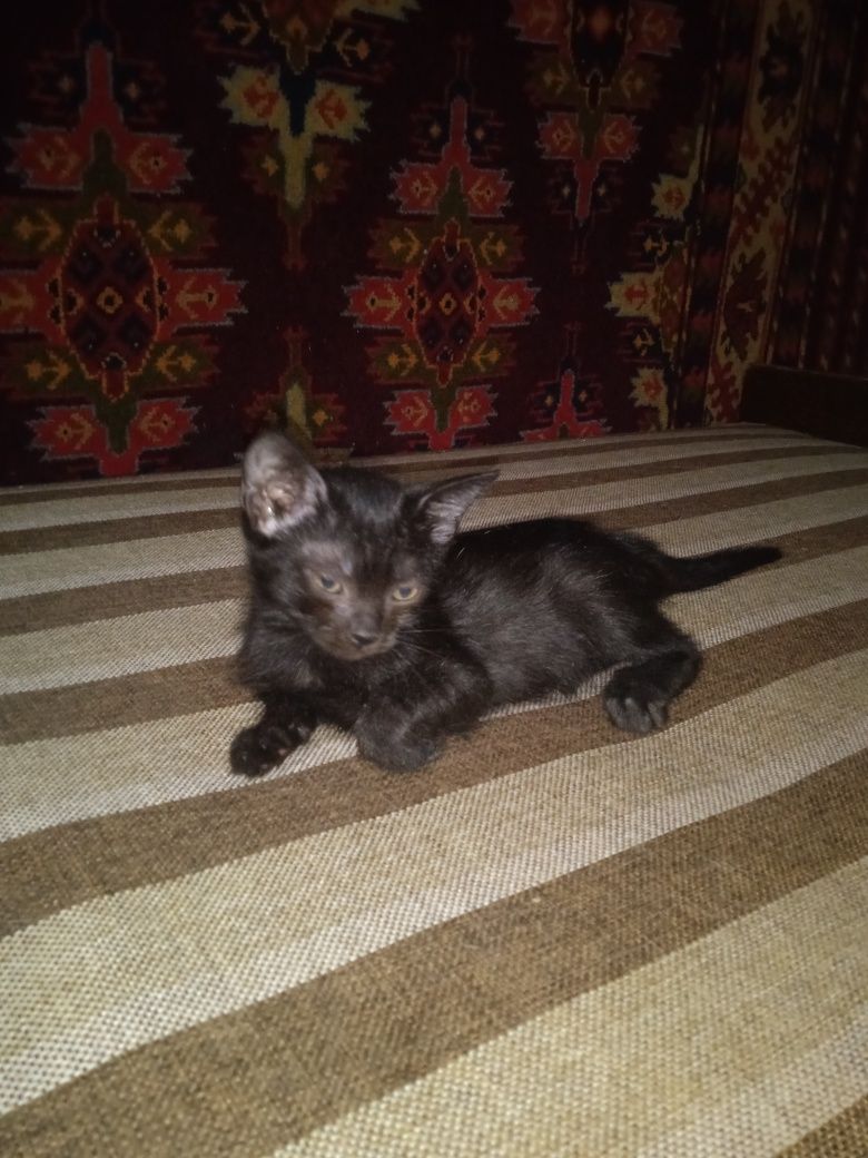 Продаются котята