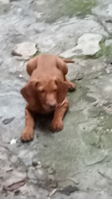 Vijla maghiara, magyar vizsla