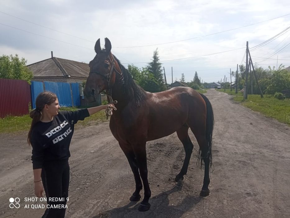 Продам американца