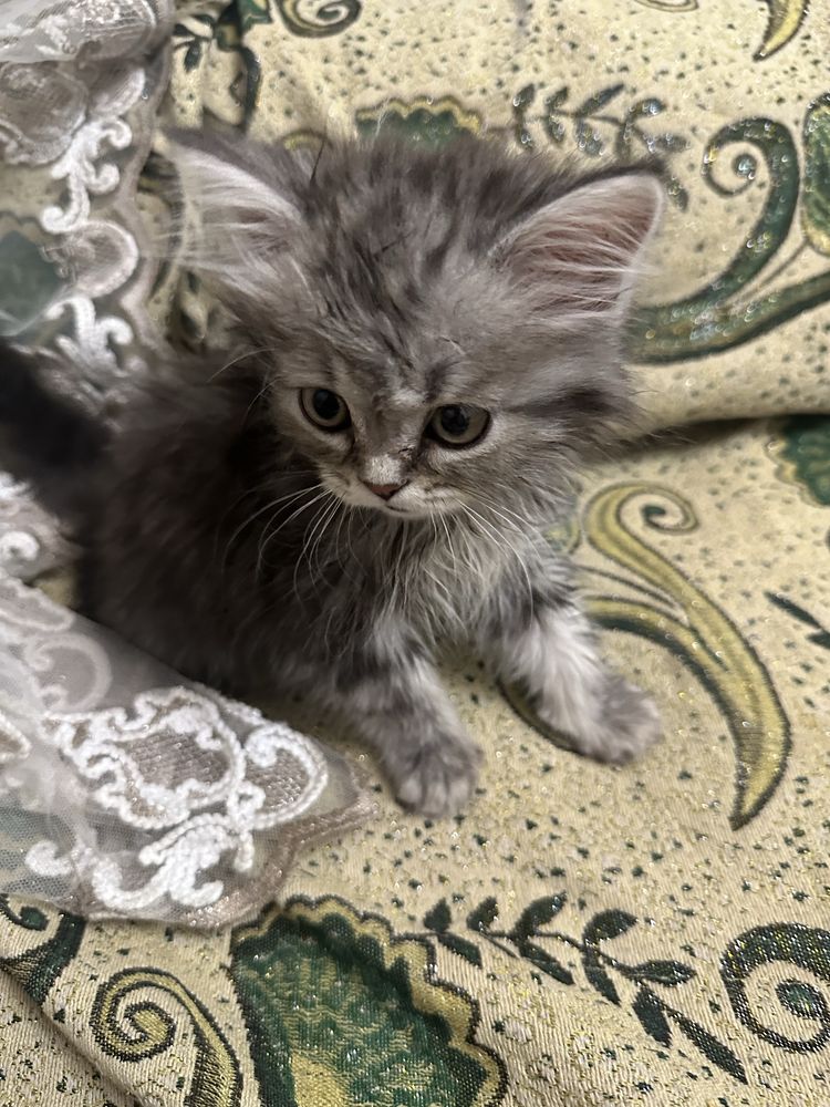 Продается Шотландский кот