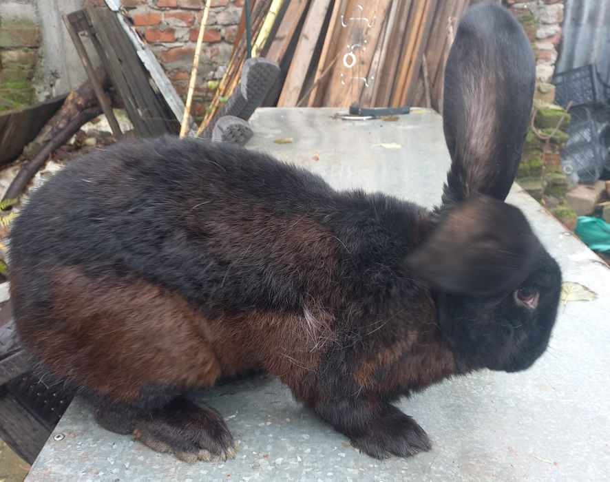 Iepuri fluture german- adulti-2 femele si un mascul