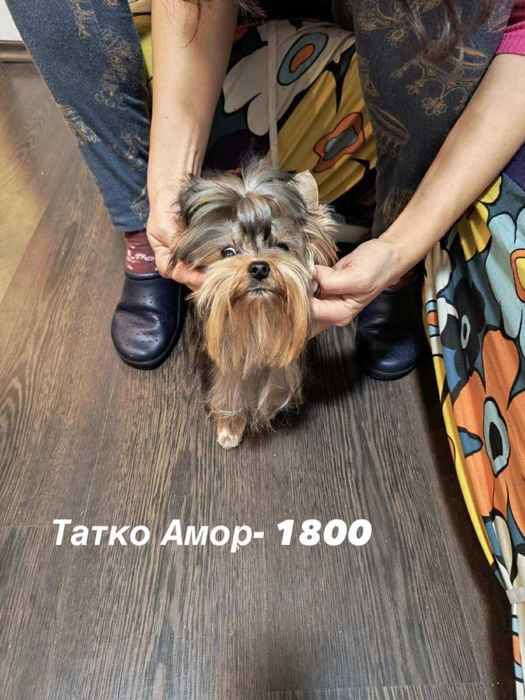 Бебе Йоркширски териер