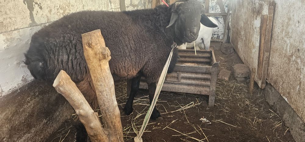 Кучкор сотилади.