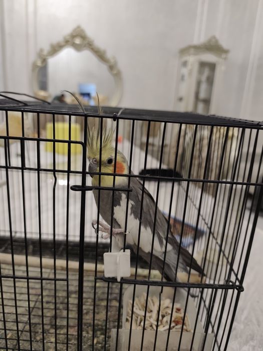 Korella para sotiladi ini bilan soglom.