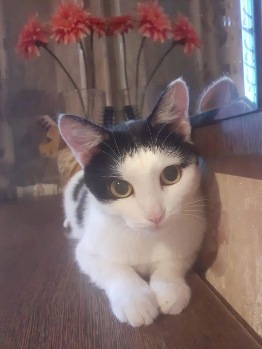 Отдам стерилизованную кошечку