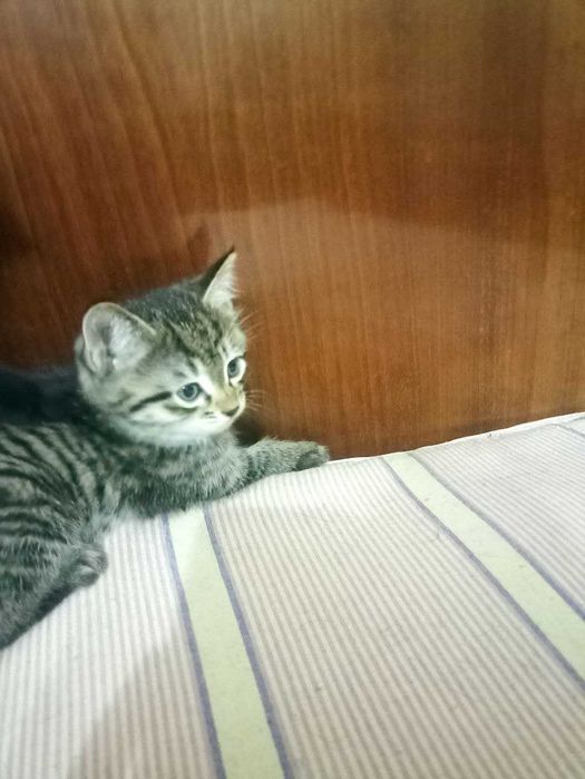 Отдам даром котят в хорошие добрые руки