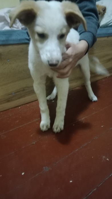 Любознательная собака