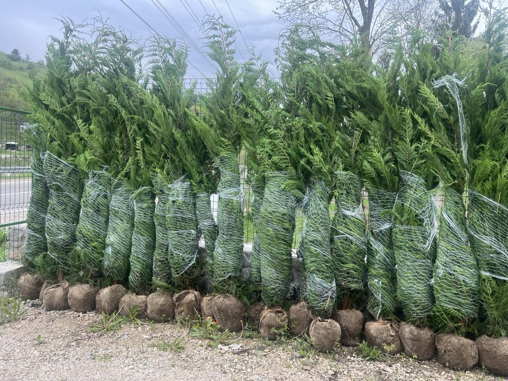 Vând plante ornamentale tuia leylandii la oferta