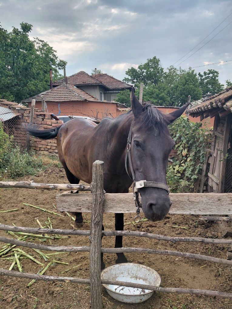 Продавам кобила.