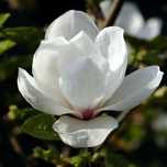 Magnolia Alba Superba