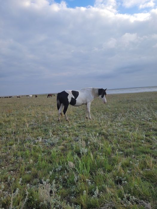 Продам Бие, цена 600.000