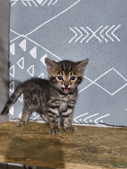 Bengal rasa pura