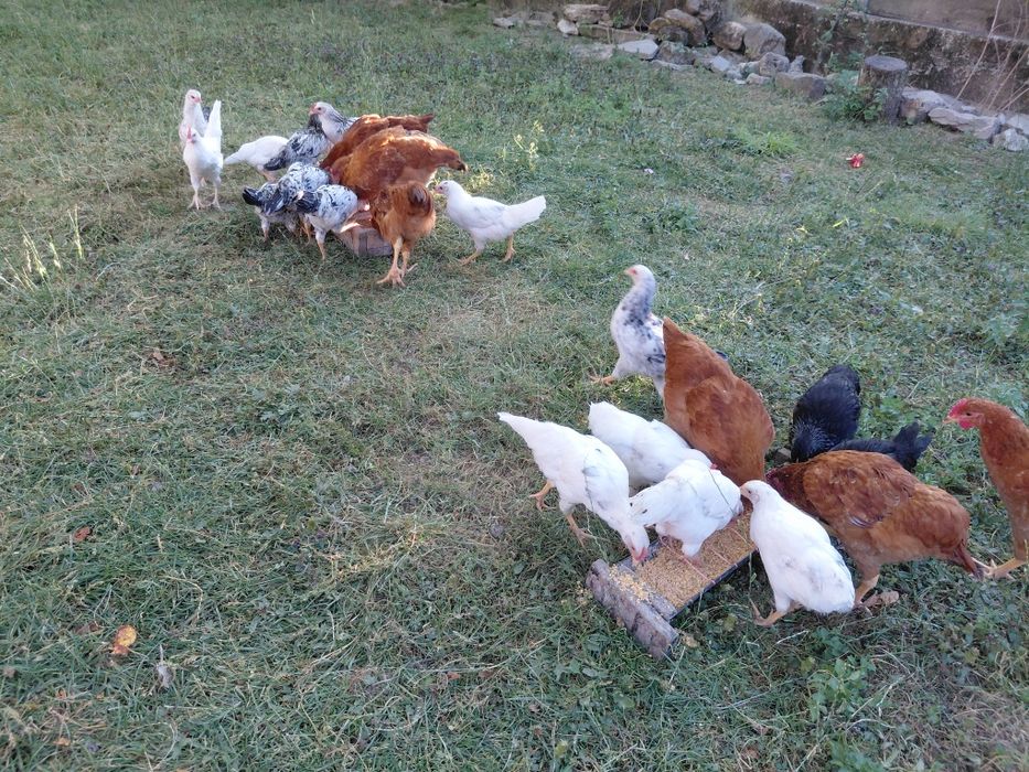 Cocoșei 40 de lei