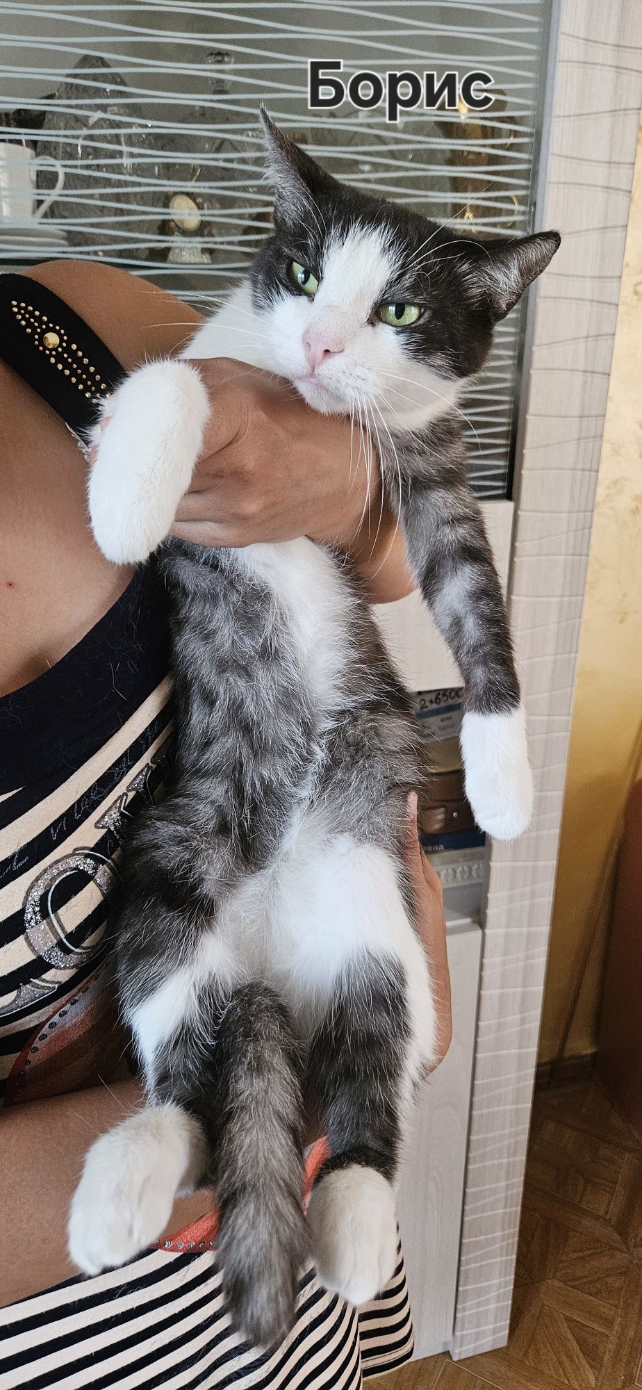 Стерилизованные кошки и коты