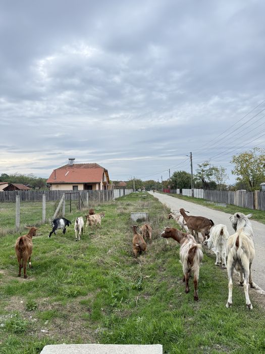 Vand 9 capre si țap