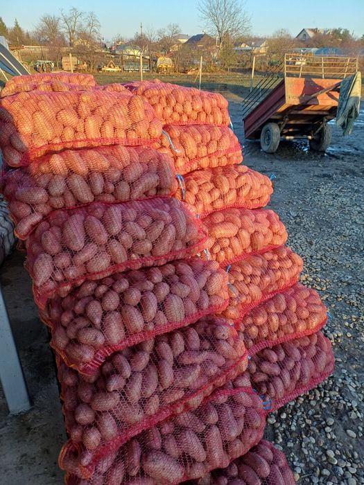 Cartofi consum alb si rosu