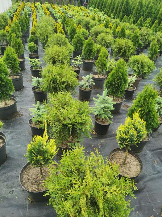 Vand Tuia Smaragd 20-120cm