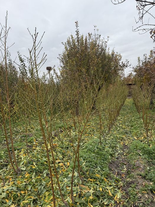 Овощни дръвчета