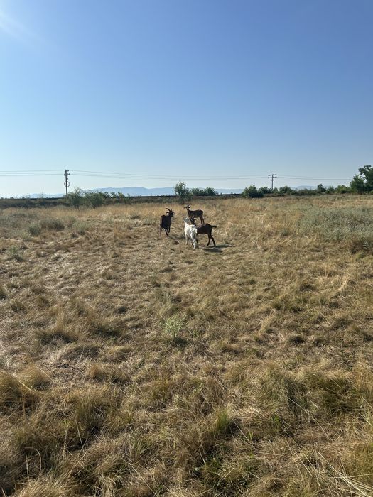 Vand capre  alpin fracez si anglonubia cu lapte si un tap