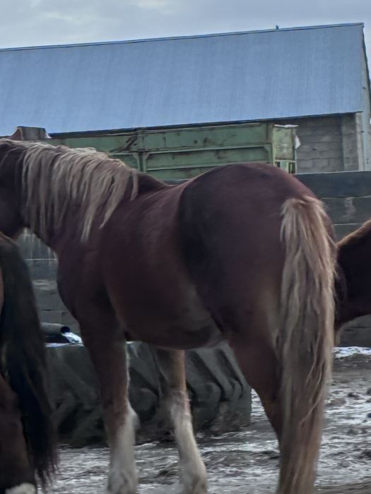 Продам русский тяжеловоз