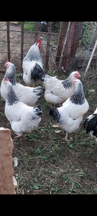 Vând găini Wyandotte și sussex