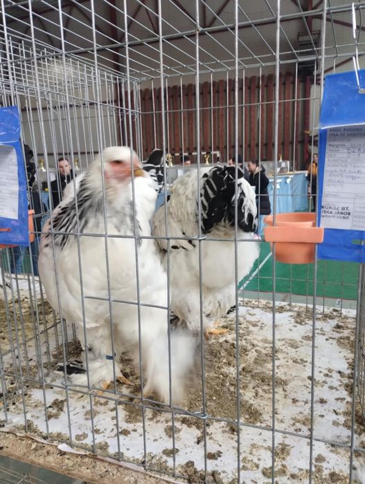 Brahma diferite culori