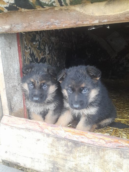 Продам шеннят немецкого овчарки