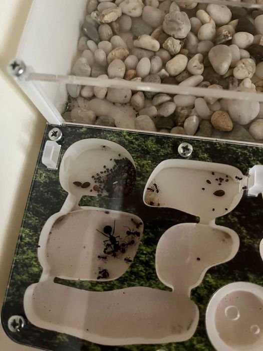 продам муравьев вида Messor sp. denticulatus