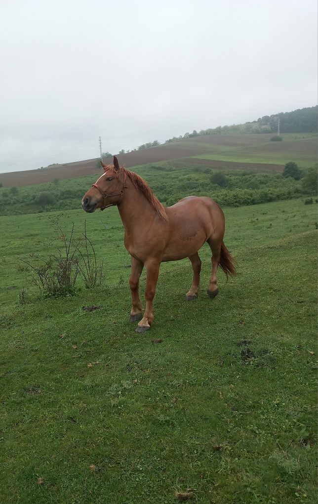 Vând mâză de trei ani sau îl schimb cu tractor