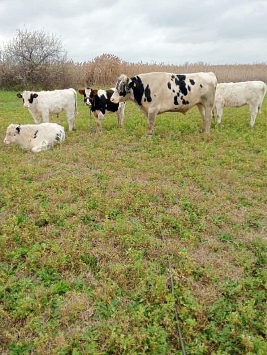 Taur si viței de vânzare .