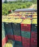 Struguri pentru vin