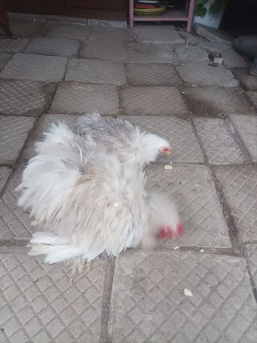 Мини кохин кокошки