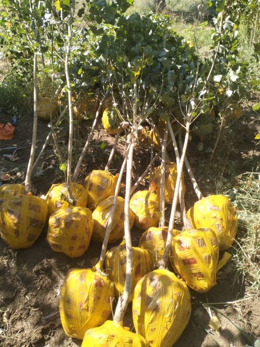 Жеміс ағаштар