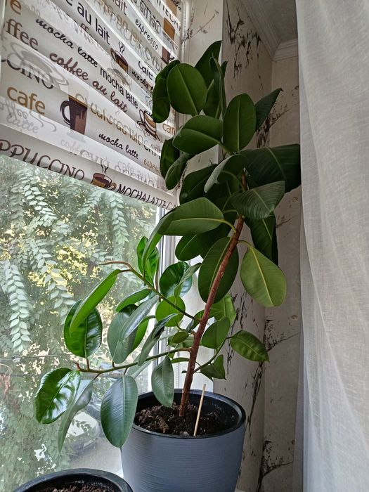 Срочно продам фикус