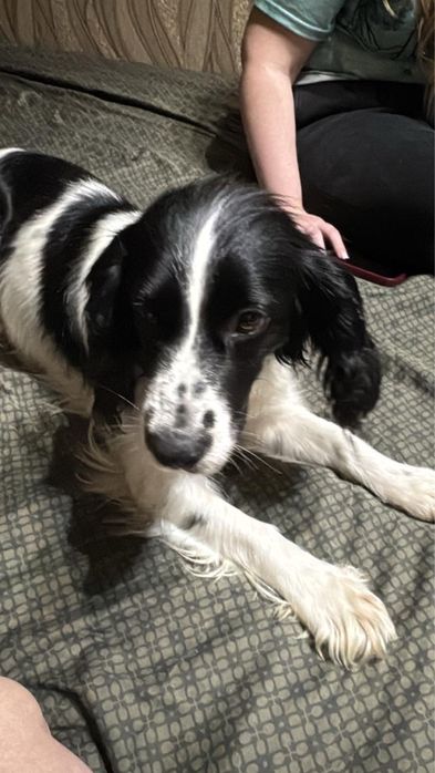 В добрые руки – девочка русский спаниель