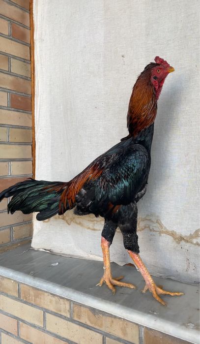 Dakan juja toza zot yirik aprelskiy oʻyini ham bor