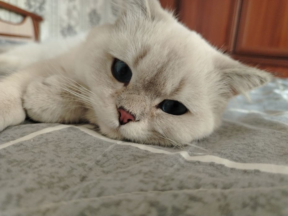 Британская короткошерстная