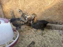 Pui araucana gat auriu