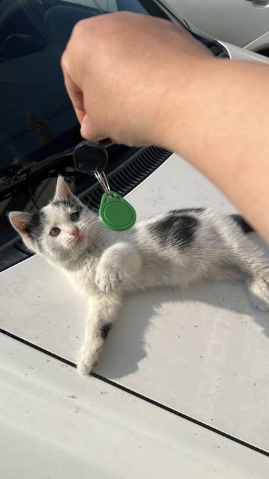 Котенок в хорошие и добрые руки